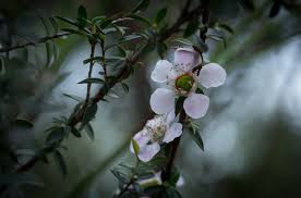 Image result for Myrtaceae