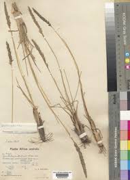 Image result for Sporobolus rigidifolius