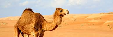 How much weight can a camel carry. Root Cause Logic A Common Error