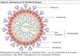 The following addresses some of the most frequently asked questions about this testing. Novel Coronavirus Sars Cov 2 Covid 19 An Update What Emergency Clinicians Need To Know