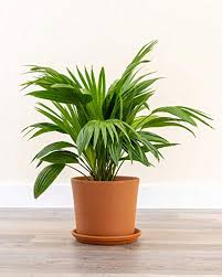 We did not find results for: 15 Low Maintenance Palm Trees For Your Home Garden Conserve Energy Future