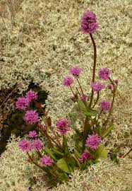 Image result for Pleiotaxis pulcherrima