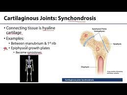Msk Joints Cartilaginous Joints Youtube