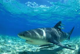 Maybe you would like to learn more about one of these? Do Bull Sharks Or Great White Sharks Attack And Kill The Most Humans World S Most Dangerous Sharks Ranked