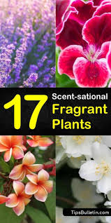 Found in colours like white, cream, red and purple, the flower emits the odor of rotten meat which attracts flies who aid in pollination. 17 Scent Sational Fragrant Plants For Your Outdoor And Indoor Gardens Fragrant Plant Best Smelling Flowers Smelling Flowers