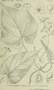 Image result for Dioscoreophyllum