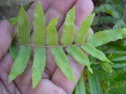Image result for Ampelopteris prolifera