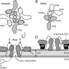Scientifically speaking, how does a venom disturb the nervous system of a human ? Pdf Insecticidal Toxins From Black Widow Spider Venom
