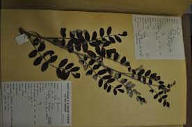 Image result for Lannea humilis