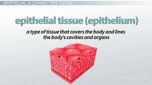 A group of cells having common origin, similar structure and performing a definite function is called a tissue. Animal Tissues Types Structure Function Video Lesson Transcript Study Com