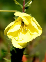 Image result for Oenothera stricta