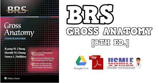 Windows 7 windows 8 windows 10 language: Brs Gross Anatomy 8th Edition Pdf Free Download Direct Link