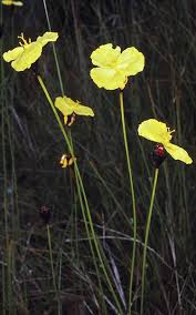 Image result for Xyris parvula