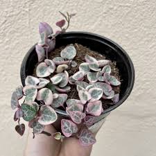 If you have a cacti + succulent potting mix this would be a good alternative. Variegated String Of Hearts 4 Peace Love Happiness Club