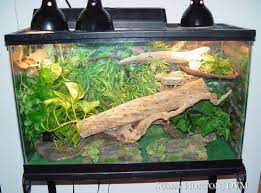 Anole Care Chicago Exotics Animal Hospital