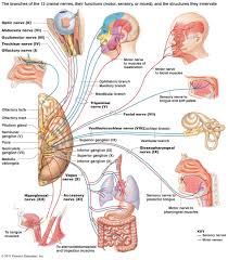 Pin By Jimmy On Health Cranial Nerves Nerve Anatomy