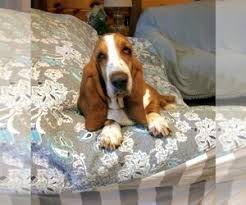 Stay updated on animals for sale! View Ad Basset Hound Puppy For Sale Near Indiana Petersburg Usa Adn 226355