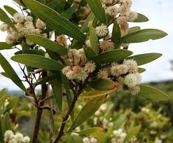 Image result for Acacia montigena