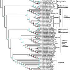 Image result for Fuirena pachyrrhiza