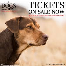 A Dog S Way Home Dog Movies Buy A Dog Cute Cats And Dogs