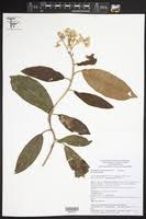 Image result for Senecio aetfatensis