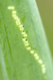 Image result for phytomyza gymnostoma