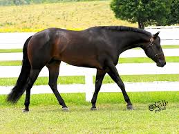 Black And Brown Quarter Horse Only In The Moonlite Aqha Stallion Aqha Horses Aqha Stallion Western Pleasure Horses