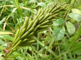 Image result for Indigofera hilaris