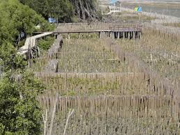 Installing bamboo fencing rolls there are two general rules to keep in mind before installing a 1,534 bamboo fencing lowes products are offered for sale by suppliers on alibaba.com, of which. Bamboo For Land Restoration Hansfriederich