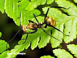 Image result for Dolichos junodii