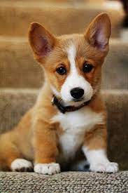 We did not find results for: 17 Ideas De Perros Perros Mascotas Perros Bonitos
