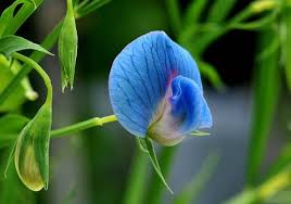 King Tut Blue Sweet Pea Lathyrus Sativus Azureus 10 Very Rare Seeds Easy To Grow All Zones Bushy Vines Ground Cover Luminous Blue Sweet Pea Rare Seeds Ground Cover
