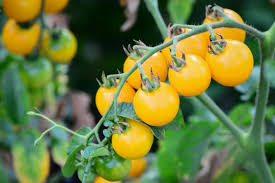 Find great deals on ebay for sprague bumble bee. Gelbe Tomaten Die Besten Sorten Pflanztipps Plantura