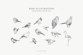 Bird Illustrations Vector Pack Bird Illustration Illustration Hand Sketch