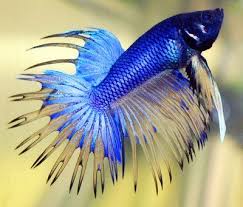 Tropical Fish Breeding For Beginners Betta Fish Care Betta Fish Pretty Fish