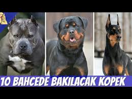 Bahcede Ve Evde Bakilabilecek 10 Zeki Kopek Cinsi Kopek Dog Evdebakilacakkopekler Youtube