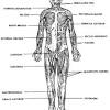 Reproductive system diagram human body muscular system pictures for you to download,. 1