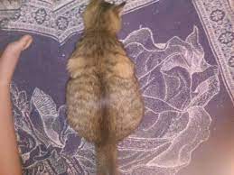 This disease develops when the thyroid gland fails to produce enough thyroid hormone. Is It Normal For Cat S Belly To Still Be Big Thecatsite