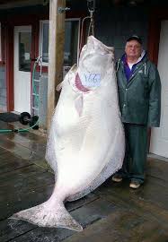 This Is What A 466 Pound Halibut Looks Like Fish Big Fish Fishing Pictures