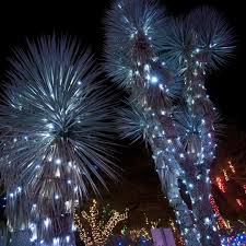 Great place for a half day with the family. Christmas Cacti In Las Vegas Shardsofblue Holiday Cactus Christmas Cactus Holiday Decor Christmas