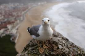 They are most closely related to the terns (family sternidae) and only distantly related to auks, skimmers and even more distantly to waders. In Defense Of Sea Gulls They Re Smart And They Co Parent 50 50 All The Way The New York Times
