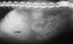 Your dog may show no signs of illness until the disease reaches an advanced stage. Animal Liver Disease Long Beach Animal Hospital