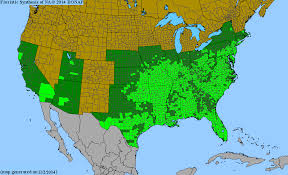 Image result for Diospyros consolatae-rotundifolia intermediates