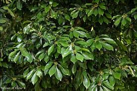 Image result for Rapanea