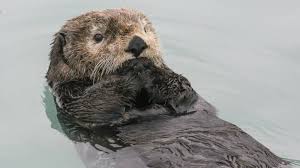 The first bath will be a sponge bath. Otterly Irresistible Park Wildlife National Parks Conservation Association