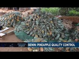 Les Producteurs D Ananas Au Benin Retouvent Le Sourire Apres Quelques Mois D Incertitude Youtube