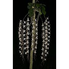 Image result for Aerangis kotschyana