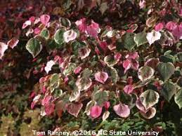 Rich maroon leaves spread out in early spring, eventually becoming green with white margins. Carolina Sweetheart Redbud Cercis Canadensis Nccc1 Has Foliar Variegation With Various Shades Of White Redbud Tree Deer Resistant Plants Variegated Plants