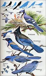 North America Bird Identifier By Picture North America Bird Identification Guide Click To Enlarge Bird Identification Pet Birds Wild Flowers