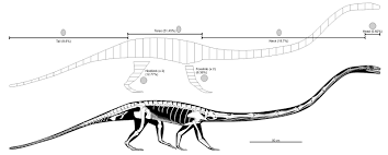 Image result for Tanystropheus